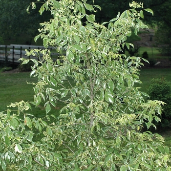 Acer negundo 'Variegatum' 