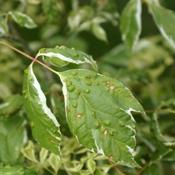 Acer negundo 'Variegatum' (029140)