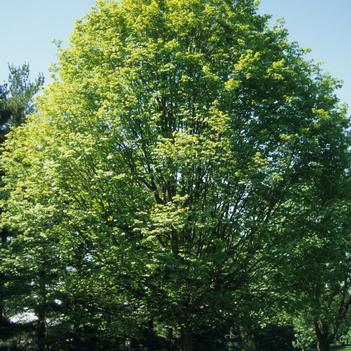 Acer nigrum 