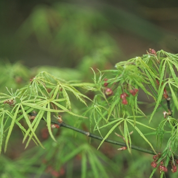 Acer palmatum var. dissectum 