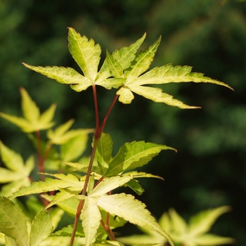 Acer palmatum 'Katsura' 