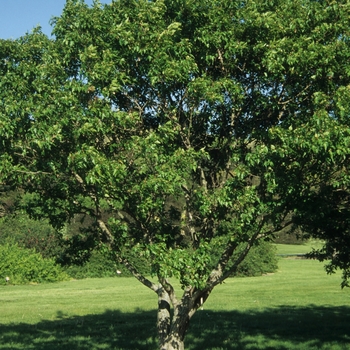 Acer palmatum 'Osakazuki'