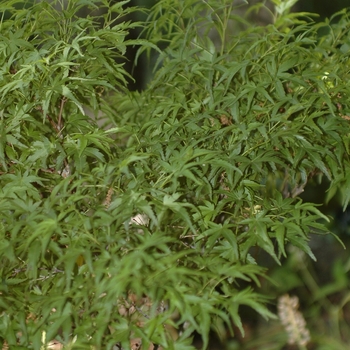 Acer palmatum 'Sharp's Pygmy' 