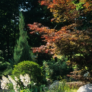 Acer palmatum 'Shojo Nomura' 