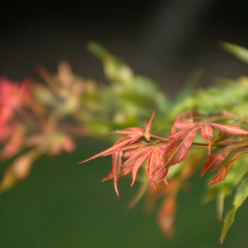 Acer palmatum 'Tsuri nishiki' 