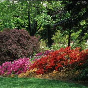 Acer palmatum var. dissectum 'Red Select' 