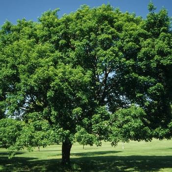 Acer platanoides 