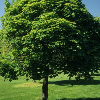 Acer platanoides 'Almira' 