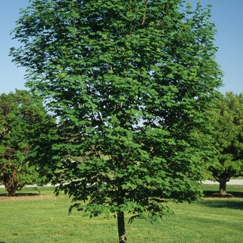 Acer platanoides 'Undulatum'