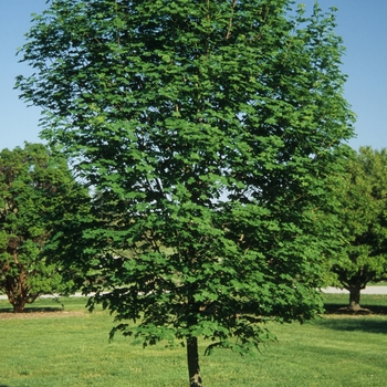 Acer platanoides 'Undulatum' 