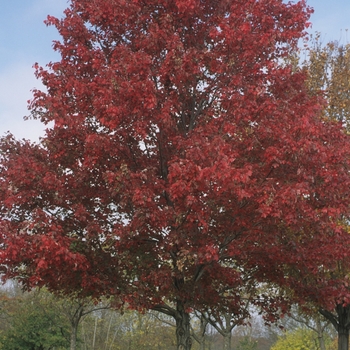 Acer rubrum