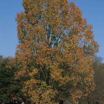 Acer rubrum 'Armstrong II' 