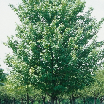 Acer rubrum 'Tilford' 