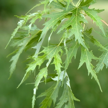 Acer saccharinum 'Silver Queen'