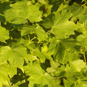 Acer saccharum 'Ann Rutledge' 