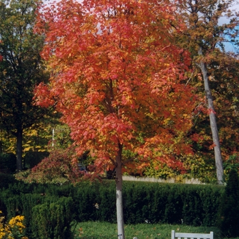 Acer saccharum 'Bonfire™' 