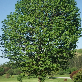 Acer saccharum 'Commemoration®'