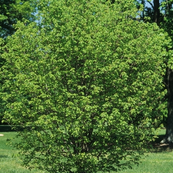 Acer saccharum 'Eagle Claw' 