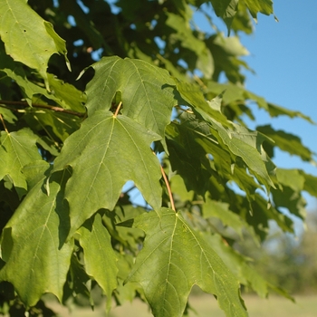 Acer saccharum 'Johnnycake&trade' 'Jocazam'