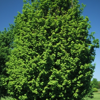 Acer saccharum 'Natchez'