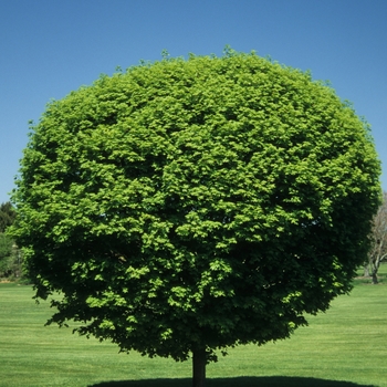 Acer saccharum 'Shawnee' 