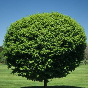 Acer saccharum 'Shawnee'