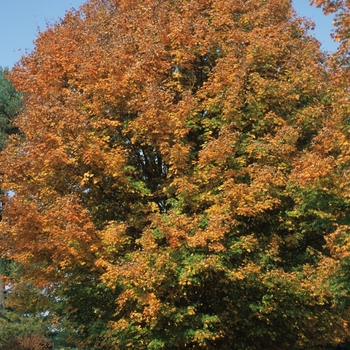 Acer saccharum 'Sweet Shadow' 