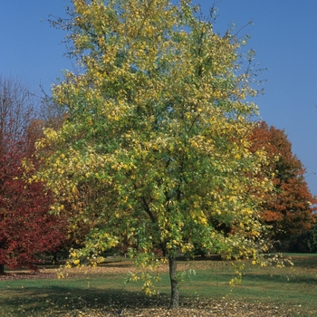 Acer saccharum 'Wieri Laciniatum'