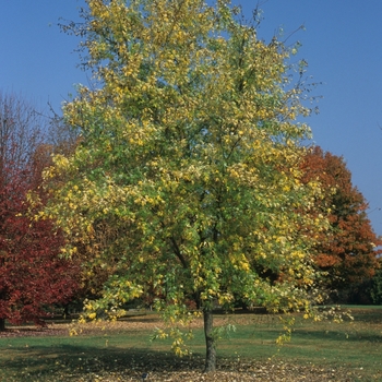 Acer saccharum 'Wieri Laciniatum' 