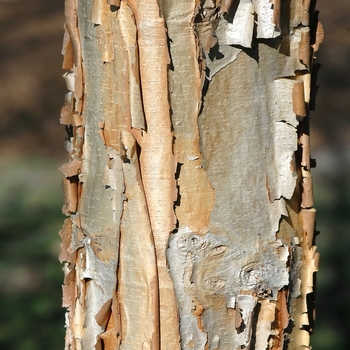 Acer triflorum