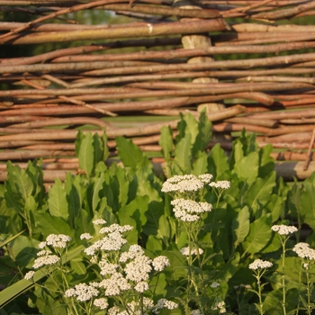 Achillea millefolium 