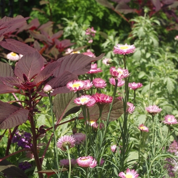 Acroclinium roseum 'Goliath'