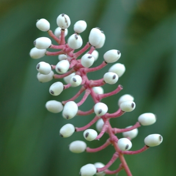 Actaea pachypoda 