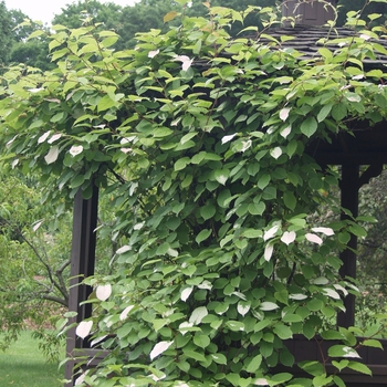 Actinidia kolomikta 'Arctic Beauty' 