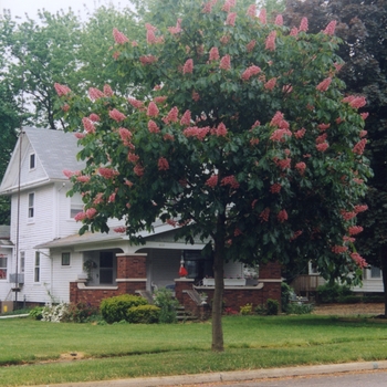 Aesculus californica 