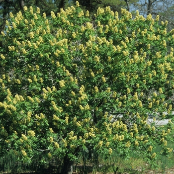 Aesculus glabra var. arguta 