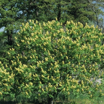 Aesculus glabra var. arguta '' (029347)