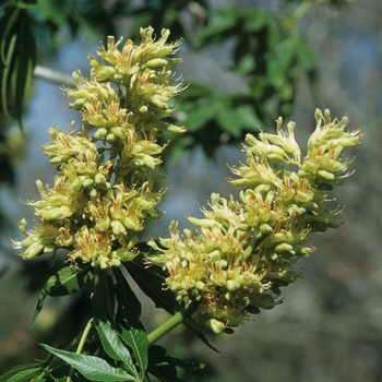 Aesculus glabra var. arguta '' (029348)