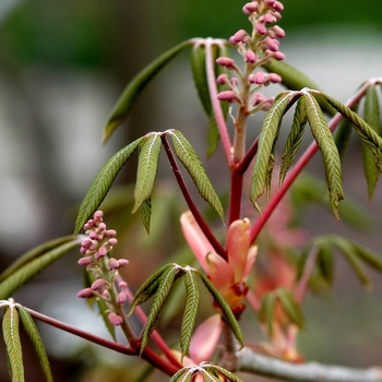 Aesculus pavia