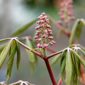 Aesculus pavia '' (029363)