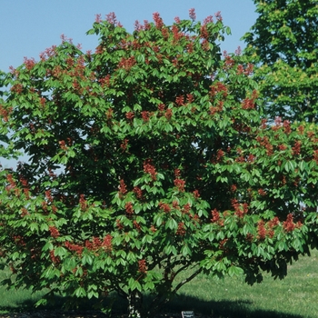 Aesculus pavia 'Humilis'