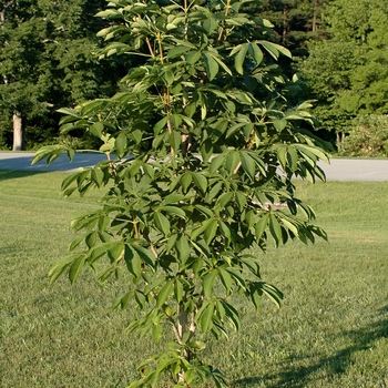 Aesculus turbinata 