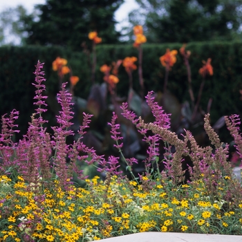 Agastache 'Tutti Frutti'