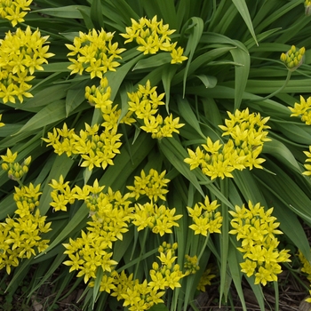 Allium moly (luteum) 