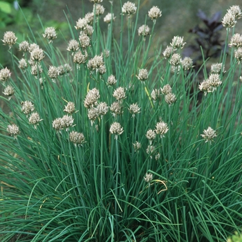 Allium schoenoprasum 