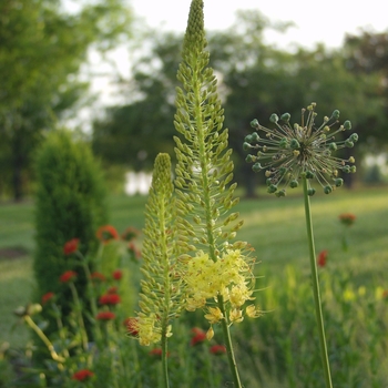 Allium tricoccum