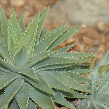 Aloe brevifolia