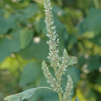 Amaranthus viridis 