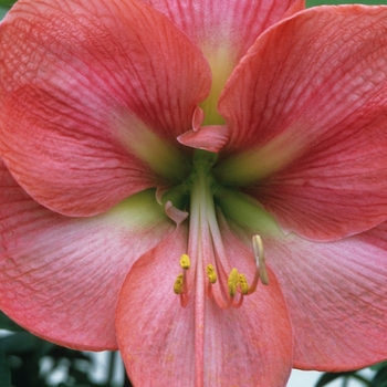 Amaryllis 