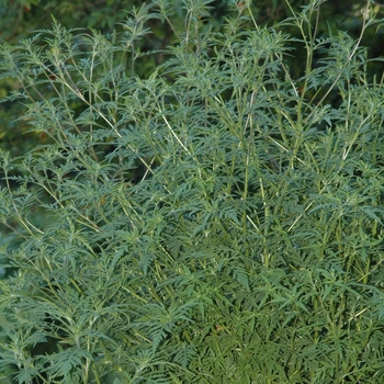 Ambrosia artemisiifolia 